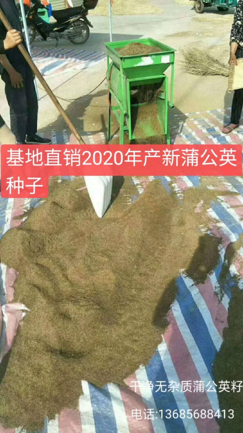 蒲公英种子2020年产新上市