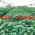 【基地直供】🇨🇳脱毒原原种秦薯五号红薯苗，短蔓型红薯
