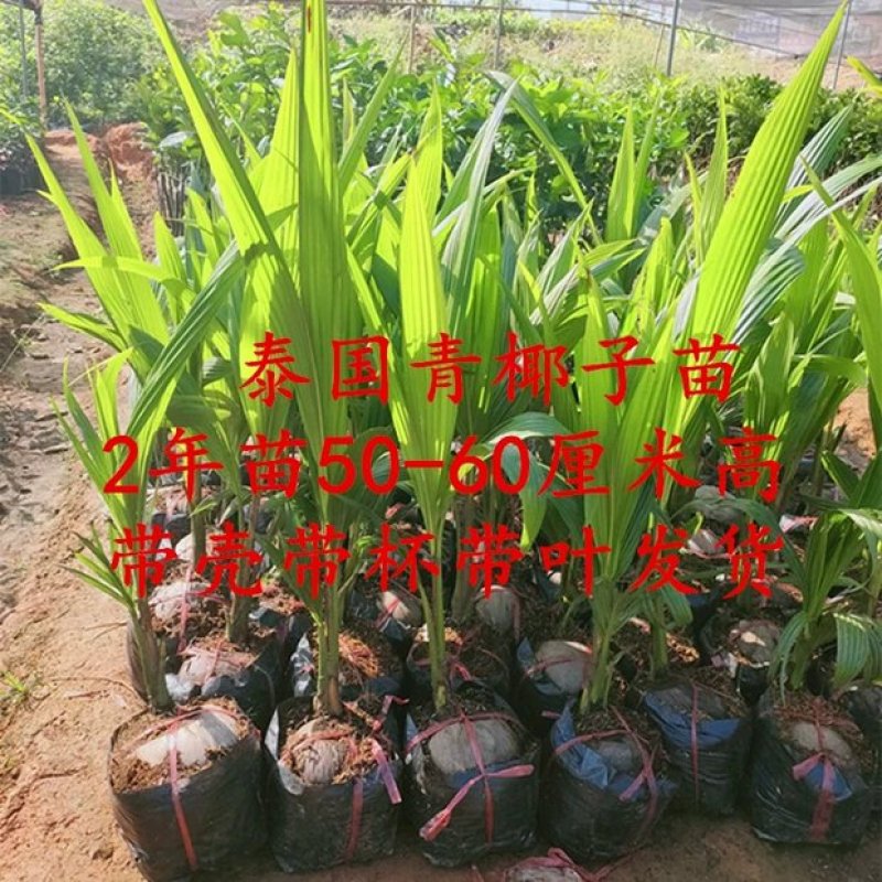 大王椰子苗泰国矮化椰子苗金椰子树苗青椰子苗果树苗红毛丹树