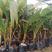 大王椰子苗泰国矮化椰子苗金椰子树苗青椰子苗果树苗红毛丹树