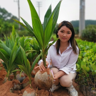 大王椰子苗泰国矮化椰子苗金椰子树苗青椰子苗果树苗红毛丹树