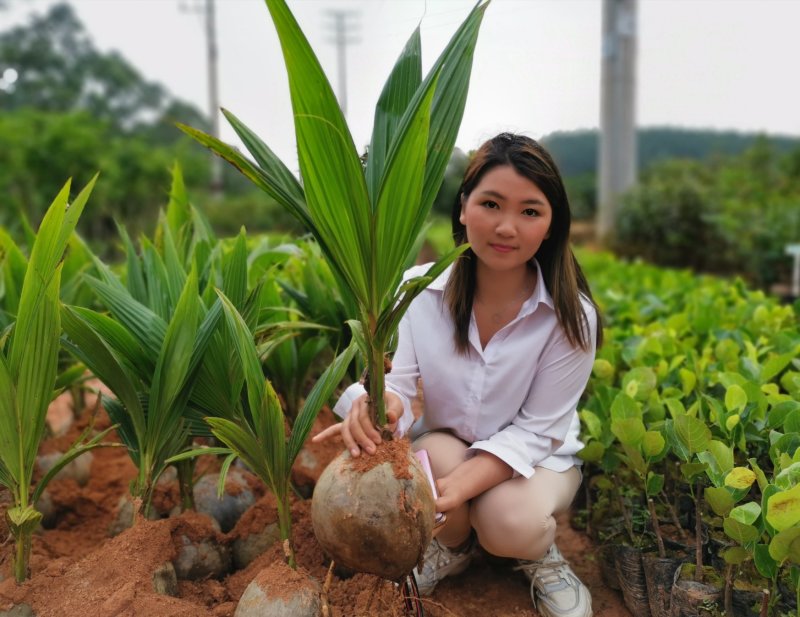 大王椰子苗泰国矮化椰子苗金椰子树苗青椰子苗果树苗红毛丹树