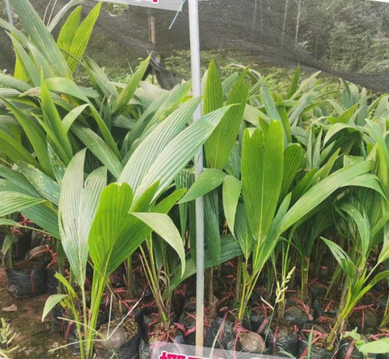 大王椰子苗泰国矮化椰子苗金椰子树苗青椰子苗果树苗红毛丹树