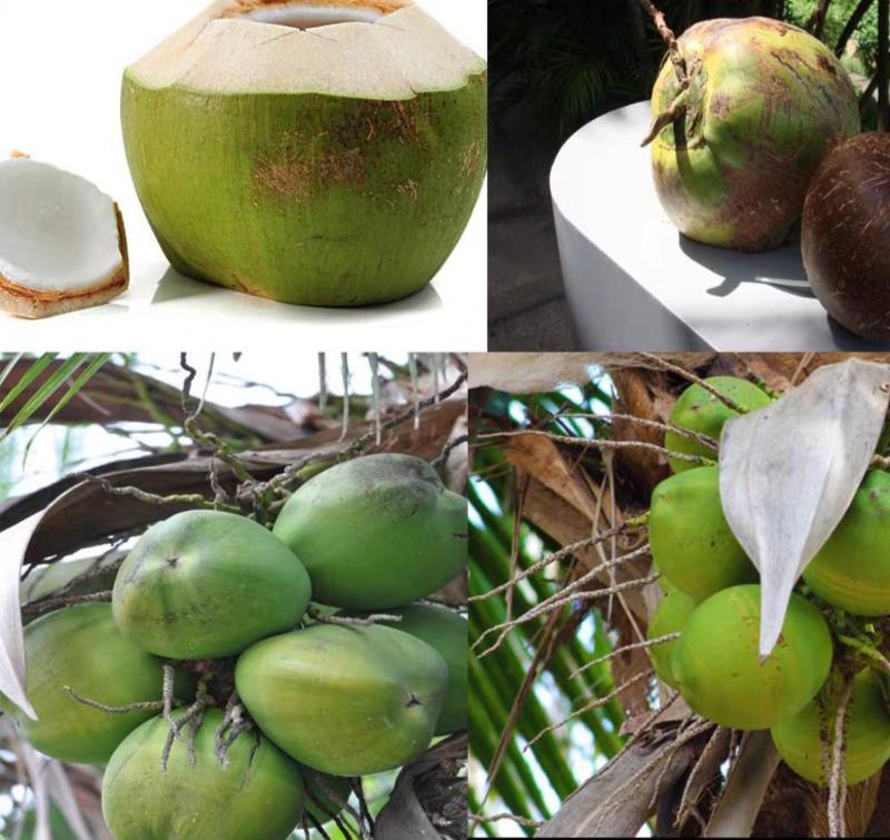 大王椰子苗泰国矮化椰子苗金椰子树苗青椰子苗果树苗红毛丹树
