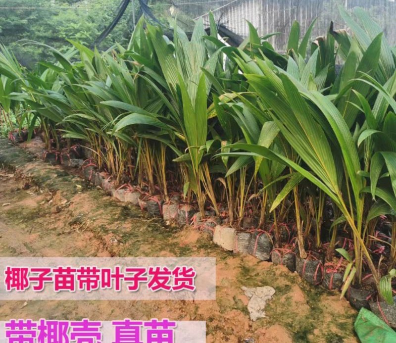 大王椰子苗泰国矮化椰子苗金椰子树苗青椰子苗果树苗红毛丹树