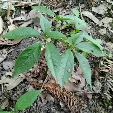 竹节参/恩施富硒名贵药材竹节参