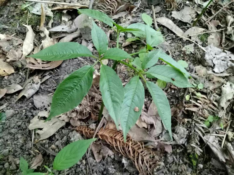 竹节参/恩施富硒名贵药材竹节参