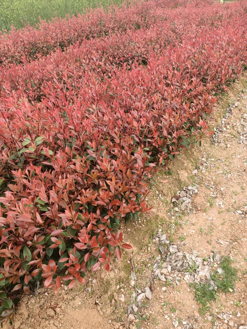 精品红叶石楠苗大小杯红叶石楠球红叶石楠树基地直发