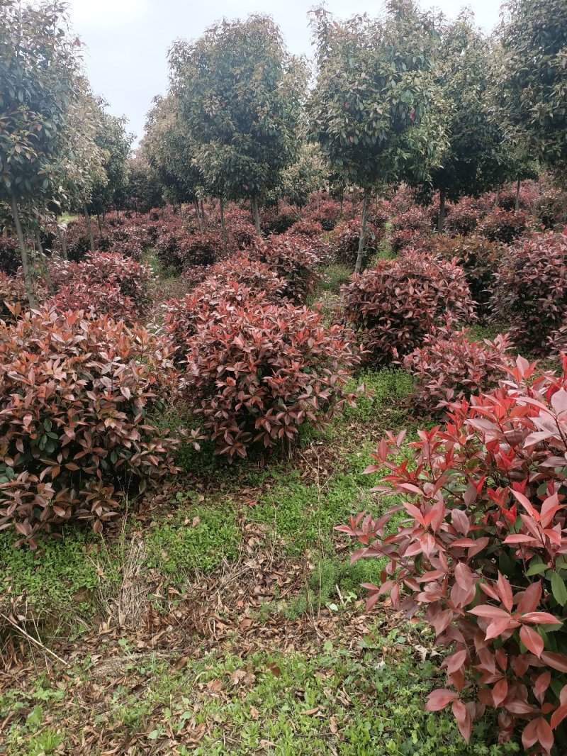 精品红叶石楠苗大小杯红叶石楠球红叶石楠树基地直发