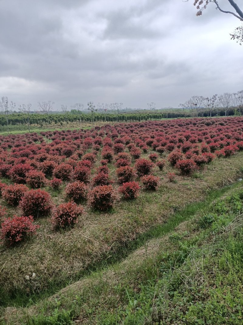 精品红叶石楠苗大小杯红叶石楠球红叶石楠树基地直发