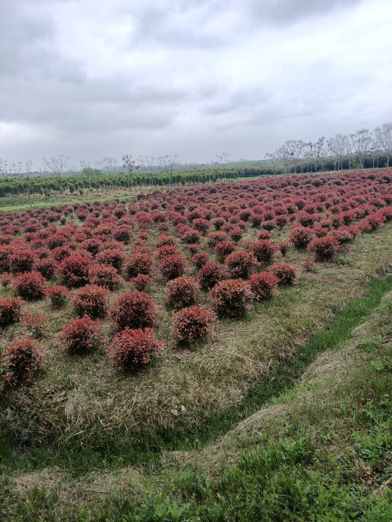 精品红叶石楠苗大小杯红叶石楠球红叶石楠树基地直发