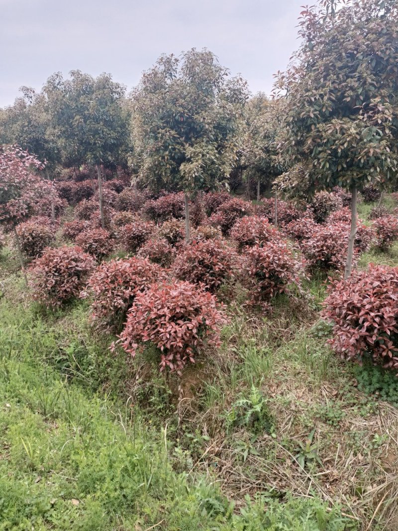 精品红叶石楠苗大小杯红叶石楠球红叶石楠树基地直发