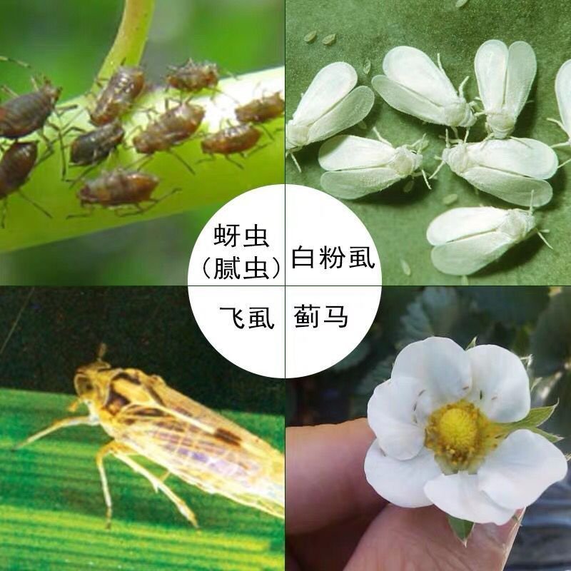5%啶虫脒杀虫剂抗性蚜虫白粉虱蓟马潜叶蛾盲蝽蟓等