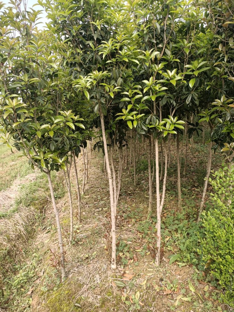 湖北精品桂花苗2-15公分桂花品种齐全品质保证