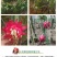 火龙果苗红心火龙果苗自花授粉甜蜜蜜火龙果苗扦插苗