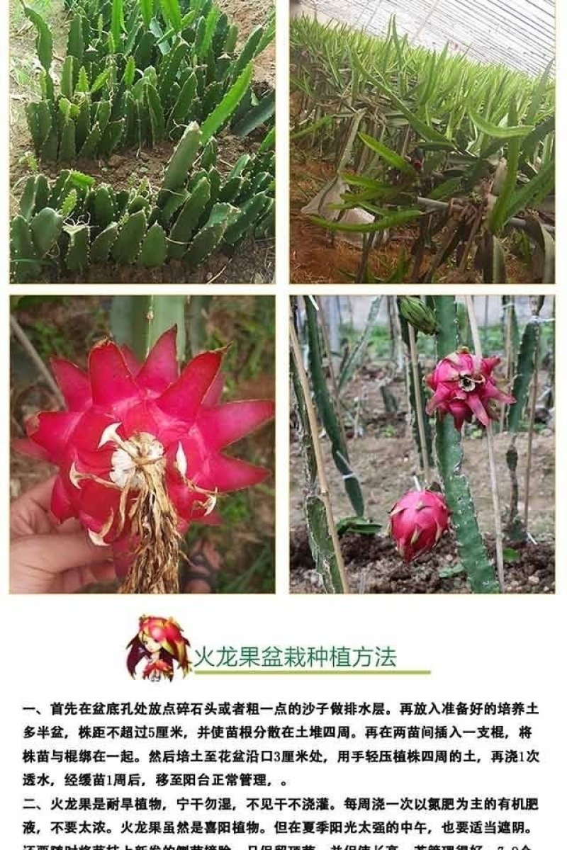 火龙果苗红心火龙果苗自花授粉甜蜜蜜火龙果苗扦插苗