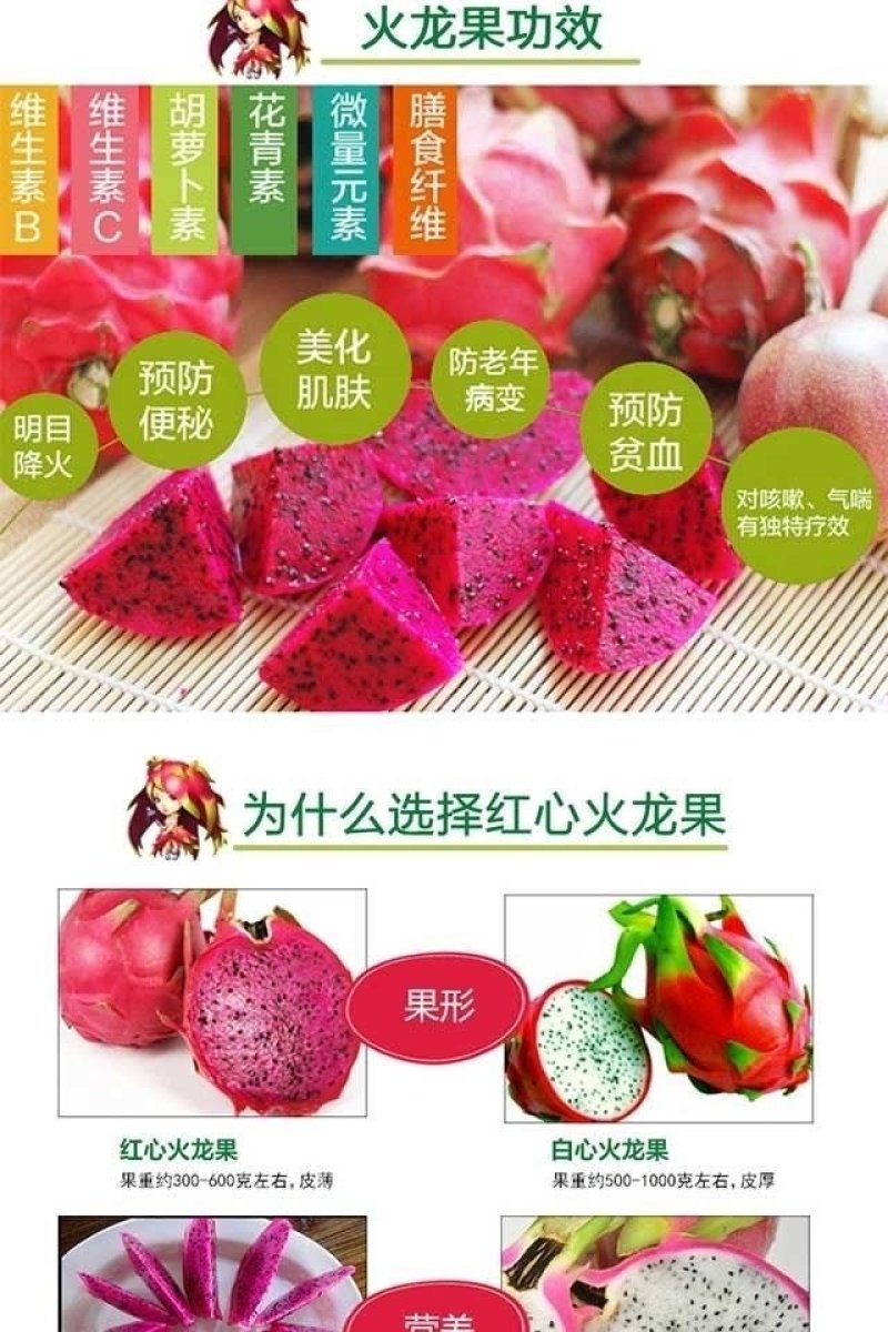 火龙果苗红心火龙果苗自花授粉甜蜜蜜火龙果苗扦插苗