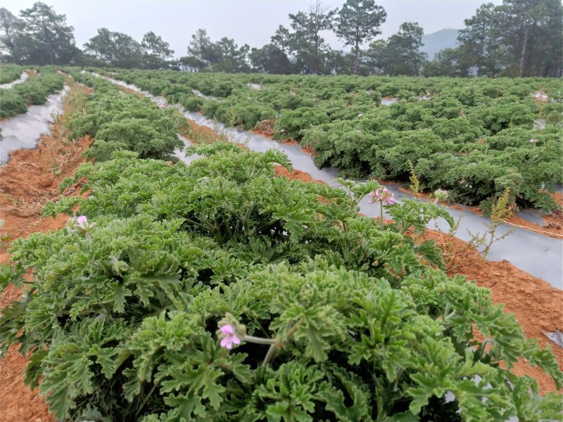 基地玫瑰天竺葵