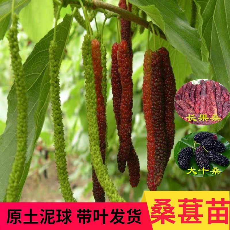 四季桑葚树苗十大果桑苗短果桑苗黑桑果树苗嫁接长果桑苗当年