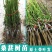 四季桑葚树苗十大果桑苗短果桑苗黑桑果树苗嫁接长果桑苗当年