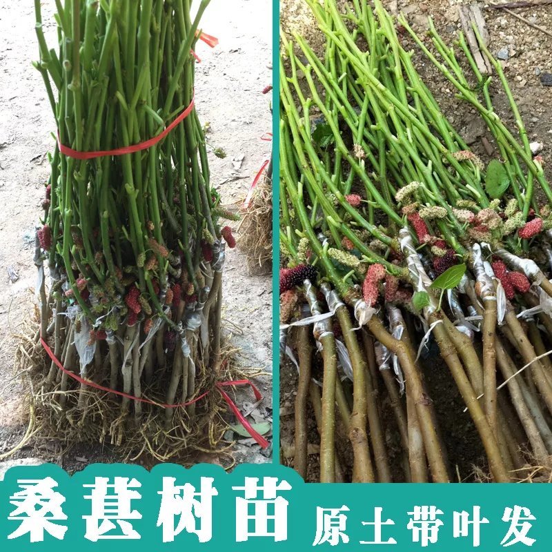 四季桑葚树苗十大果桑苗短果桑苗黑桑果树苗嫁接长果桑苗当年