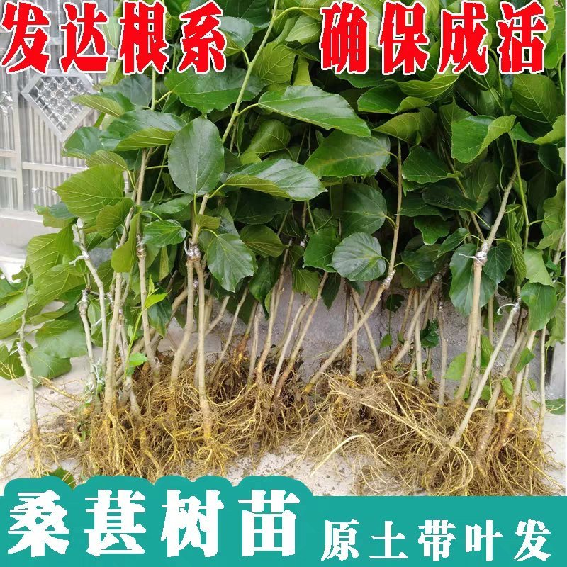 四季桑葚树苗十大果桑苗短果桑苗黑桑果树苗嫁接长果桑苗当年