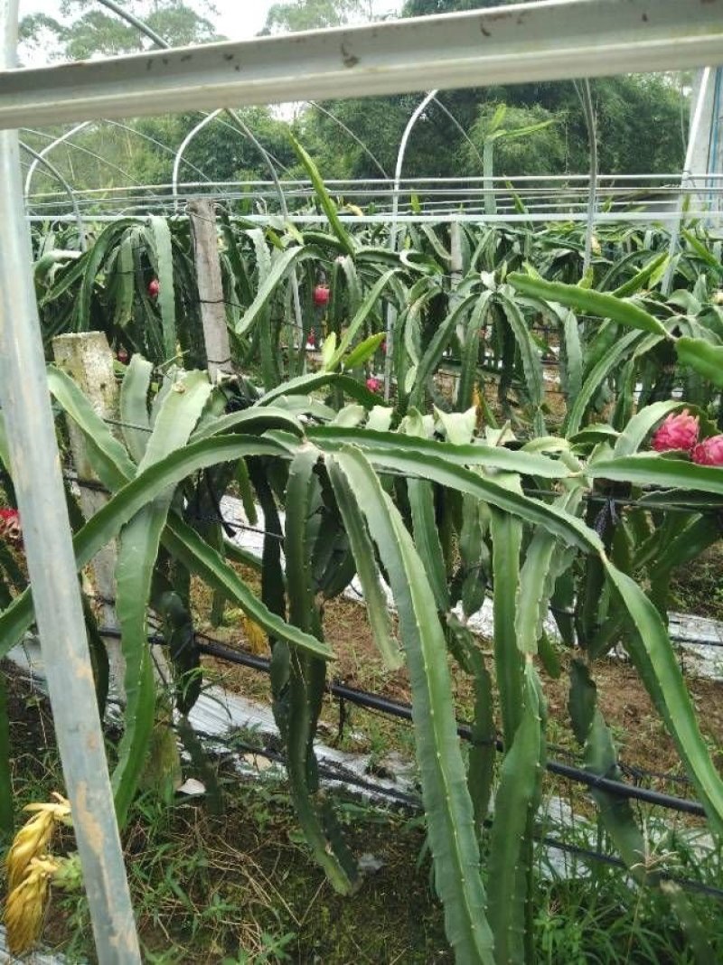 火龙果苗红心火龙果苗自花授粉甜蜜蜜火龙果苗扦插苗
