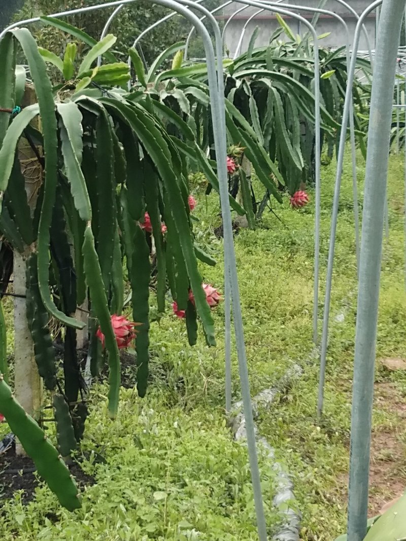 火龙果苗红心火龙果苗自花授粉甜蜜蜜火龙果苗扦插苗