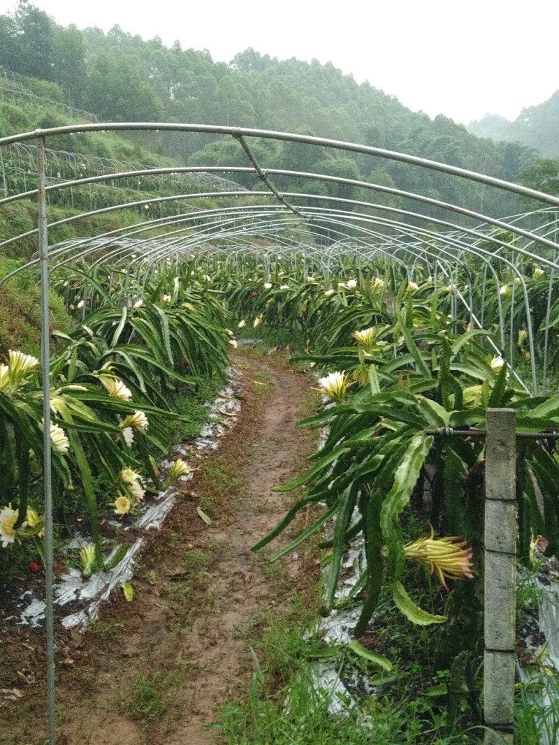 火龙果苗红心火龙果苗自花授粉甜蜜蜜火龙果苗扦插苗