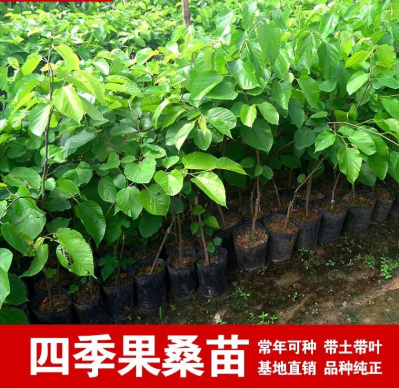四季桑葚树苗十大果桑苗短果桑苗黑桑果树苗嫁接长果桑苗当年
