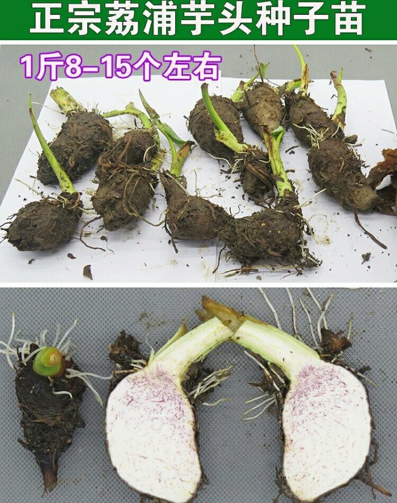 批发香芋头种苗槟榔芋头基地直供，香粉糯产量高送技术指导