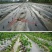 批发香芋头种苗槟榔芋头基地直供，香粉糯产量高送技术指导