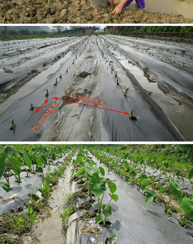 批发香芋头种苗槟榔芋头基地直供，香粉糯产量高送技术指导