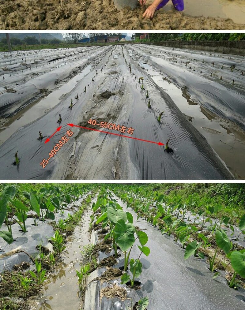 批发香芋头种苗槟榔芋头基地直供，香粉糯产量高送技术指导