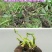 批发香芋头种苗槟榔芋头基地直供，香粉糯产量高送技术指导