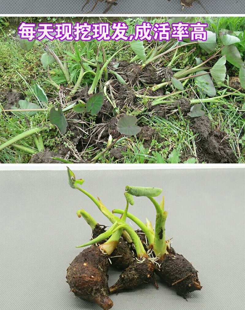 批发香芋头种苗槟榔芋头基地直供，香粉糯产量高送技术指导
