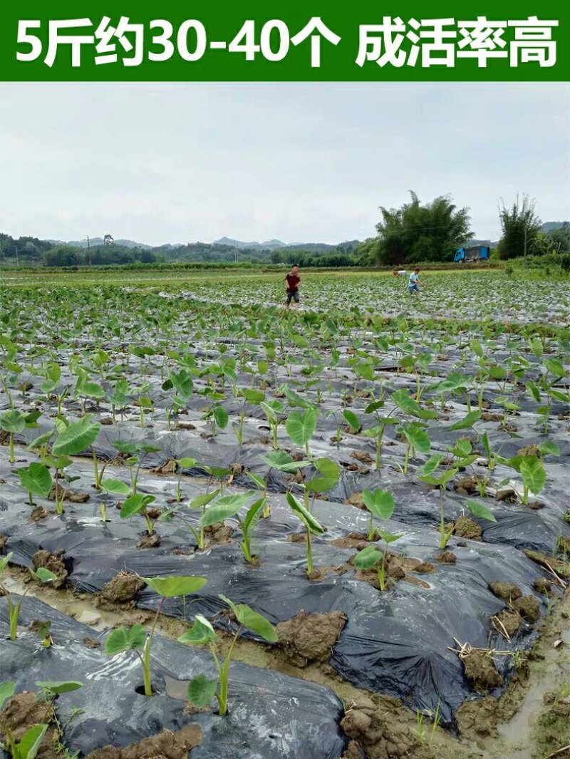 批发香芋头种苗槟榔芋头基地直供，香粉糯产量高送技术指导