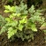 鸡爪黄连苗仿野生种植种植免费提供专业技术