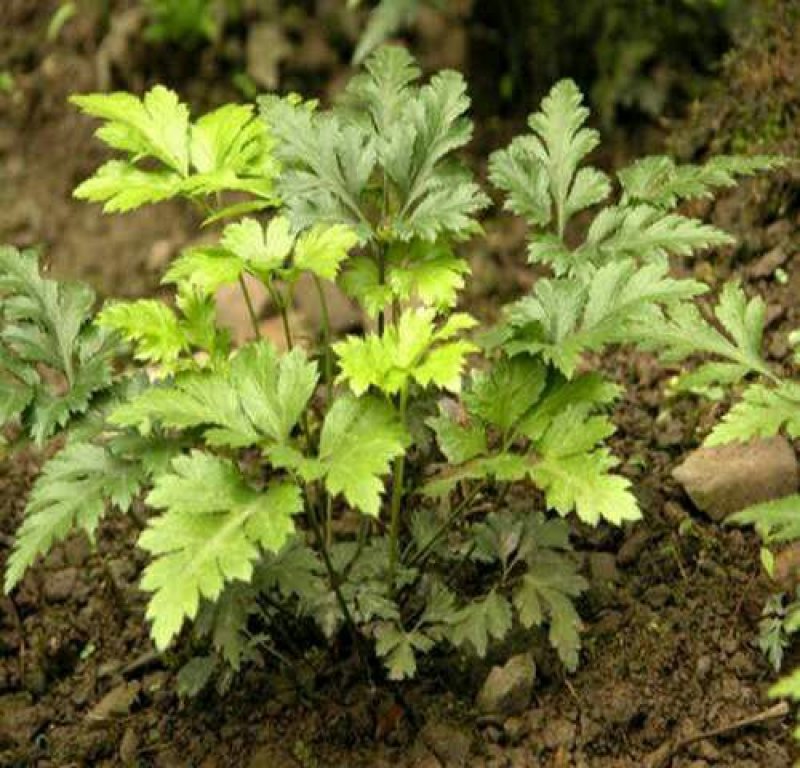 鸡爪黄连苗仿野生种植种植免费提供专业技术