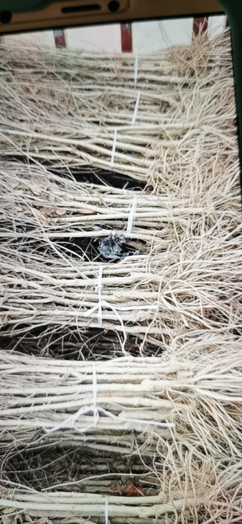 突尼斯软籽石榴苗，产地直发，质量，客户，发源地