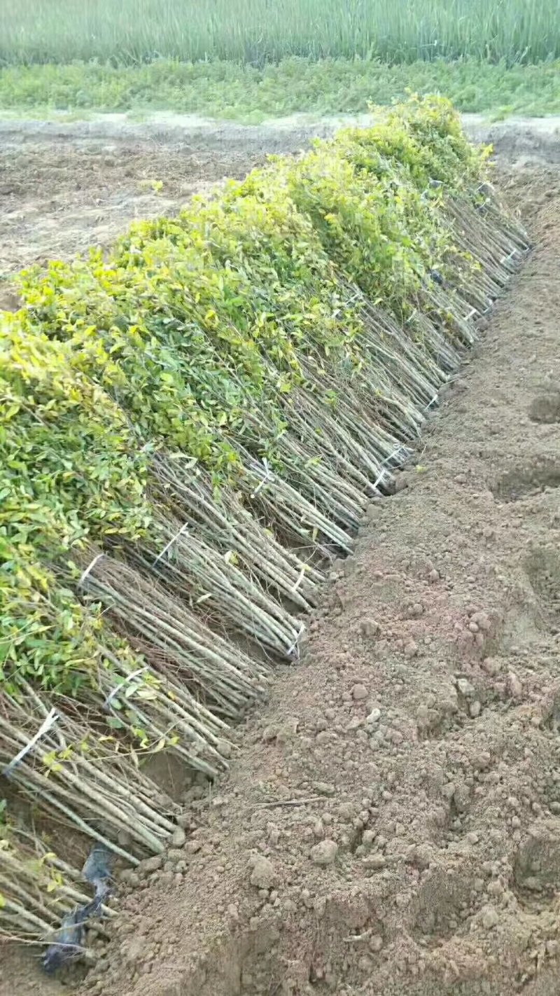 突尼斯软籽石榴苗，产地直发，质量，客户，发源地