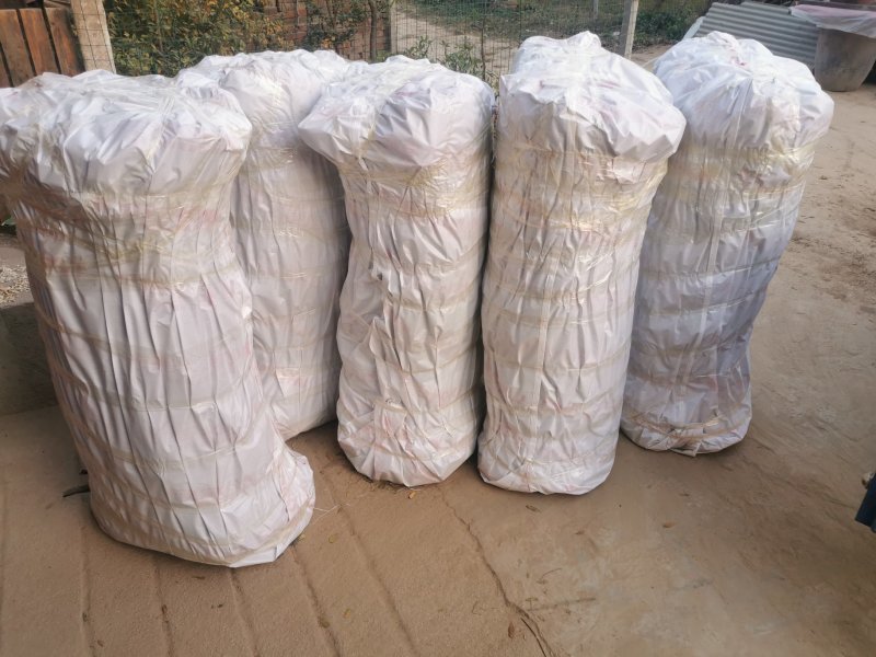 突尼斯软籽石榴树苗，产地直发，诚信，质量，发源地