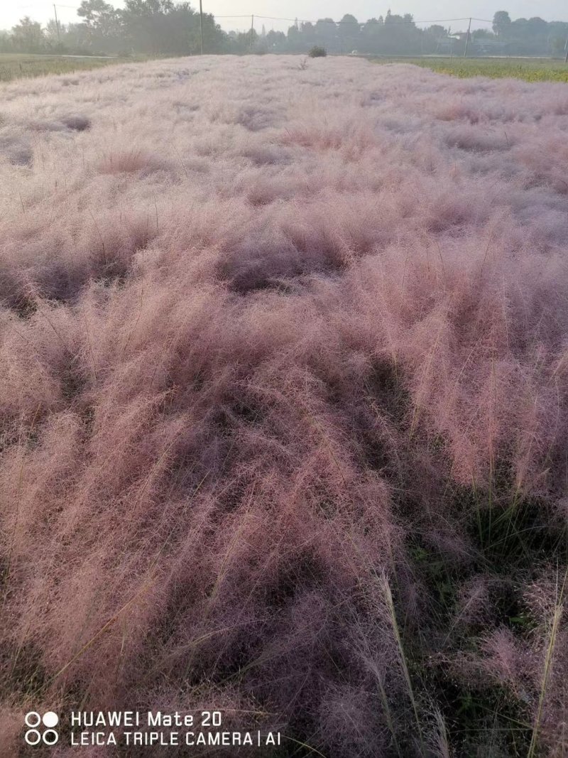 粉黛乱子草