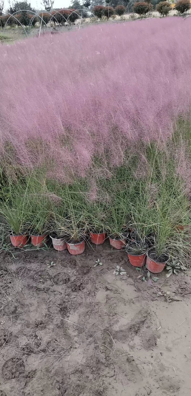 粉黛乱子草