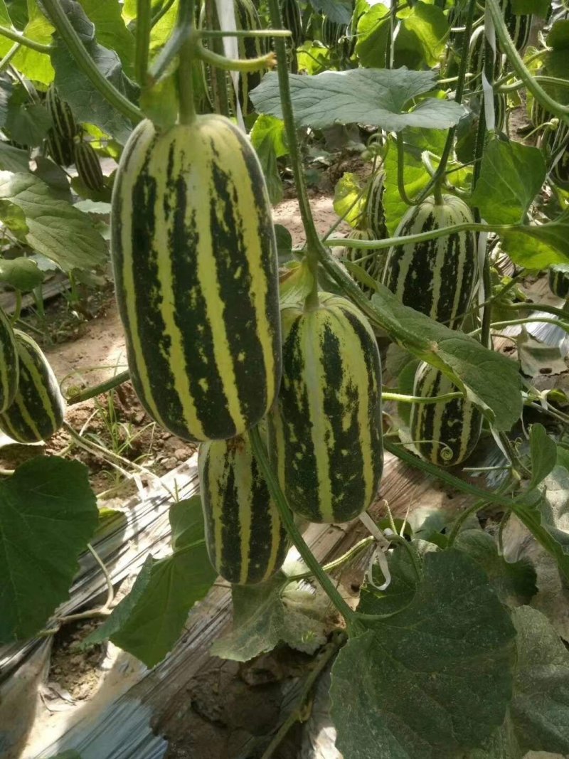 愽洋九脆甜，玉菇甜瓜，长年有货。