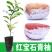 包邮嫁接柚子树苗红心蜜柚三红蜜柚红宝石柚南北方种植盆栽地