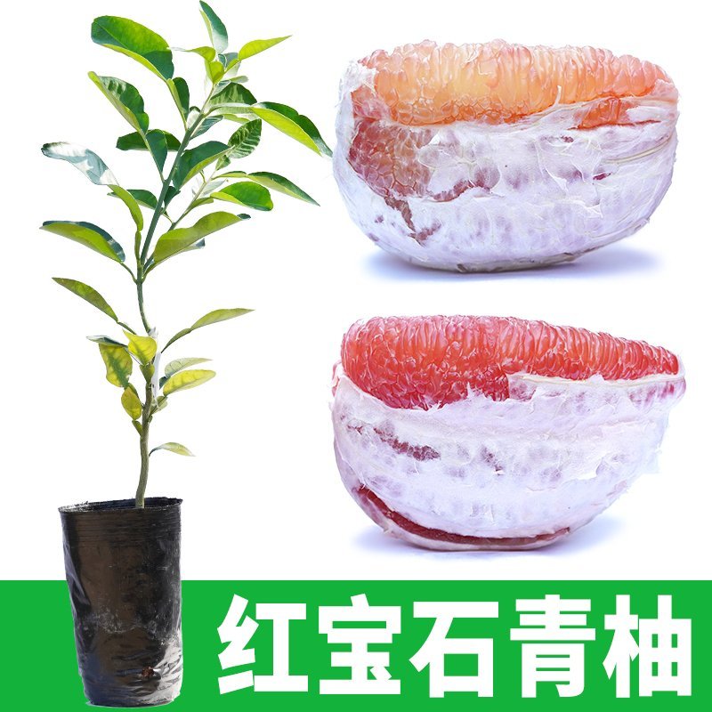 包邮嫁接柚子树苗红心蜜柚三红蜜柚红宝石柚南北方种植盆栽地
