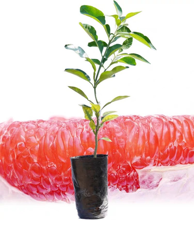 包邮嫁接柚子树苗红心蜜柚三红蜜柚红宝石柚南北方种植盆栽地