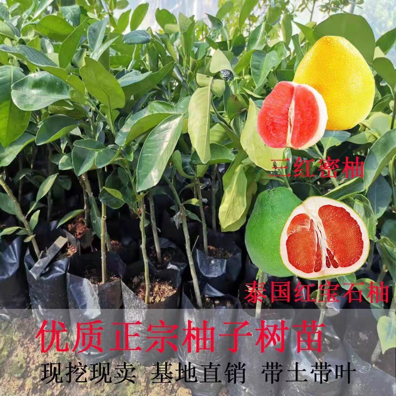 包邮嫁接柚子树苗红心蜜柚三红蜜柚红宝石柚南北方种植盆栽地