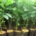 包邮嫁接柚子树苗红心蜜柚三红蜜柚红宝石柚南北方种植盆栽地